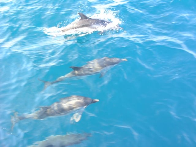 Delfines